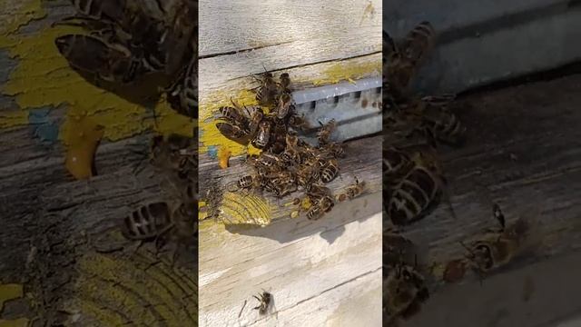 Пчелки вылезают из улья на облет (15.03.23г.) смотреть онлайн