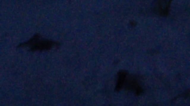 Рождение кожистой черепахи смотреть онлайн