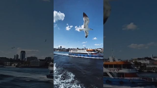 Любовь к животным и природе, кошка, собака, корова, белка, тигр, носорог, лошадь, корова, медведь смотреть онлайн