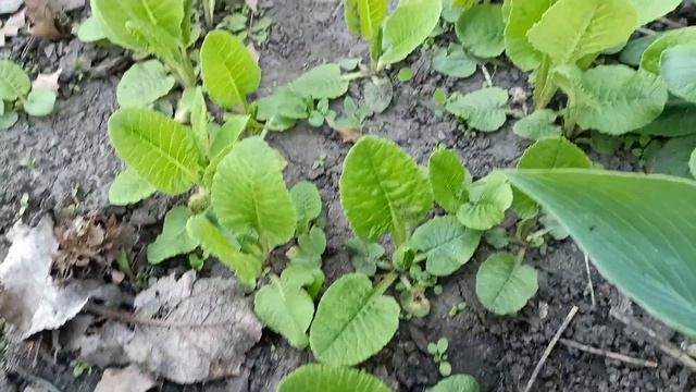Примула Флоринды смотреть онлайн
