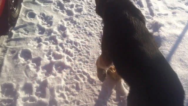 Овчарка и щенок на прогулке Щенку нравится ходить по снегу смотреть онлайн