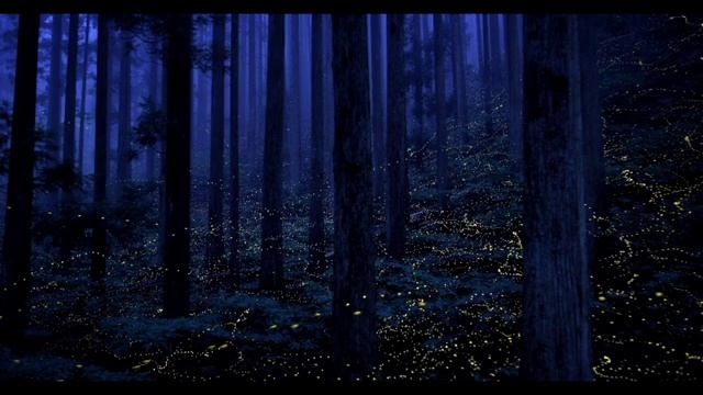 Шум ночного леса и пение сверчков. The noise of the night forest and the singing of crickets смотреть онлайн