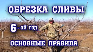 Правильная ОБРЕЗКА СЛИВЫ ⧸6-й год после посадки⧸Опытный участок