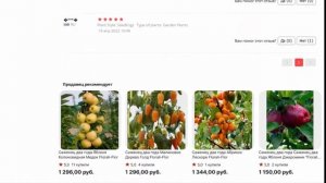 Саженец два года Груша колонна Даликор Florali Flor