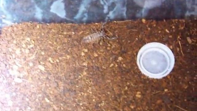 Heterometrus swammerdami смотреть онлайн