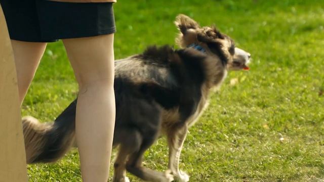 Что сделать, чтобы собака похудела? Лишний вес у собаки смотреть онлайн