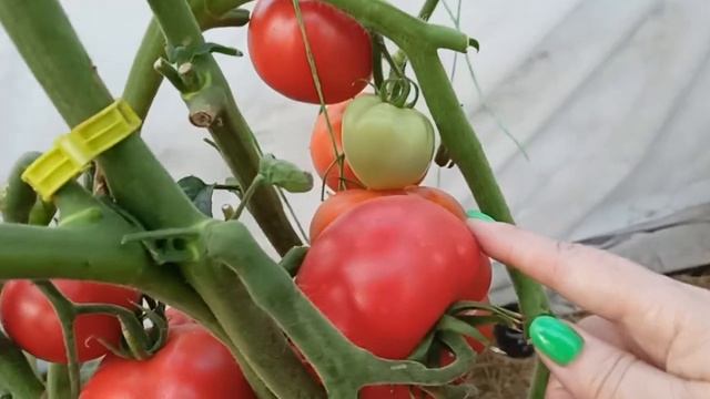 Томат Метрополь-фаворит по урожайности-69 плодов с 1 растения.Идеален для заготовок.26.08.2022 смотреть онлайн