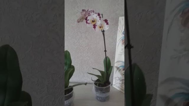 Орхидеи обретают дом,в котором их любят смотреть онлайн