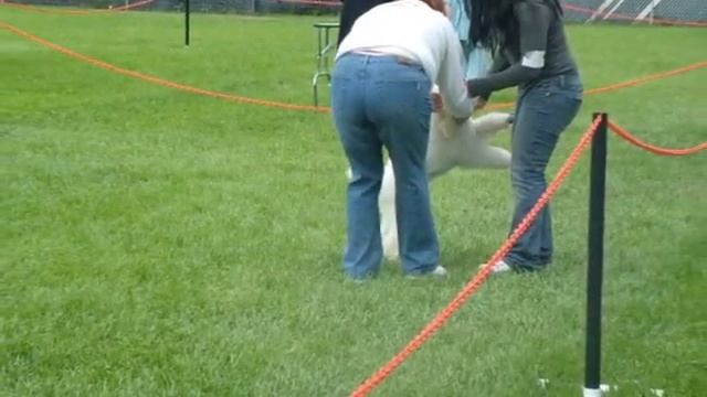Standard Poodle Puppy Match смотреть онлайн