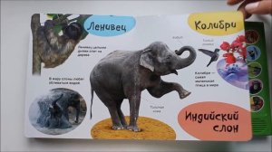 Детская книга "В джунглях"/ Азбукварик