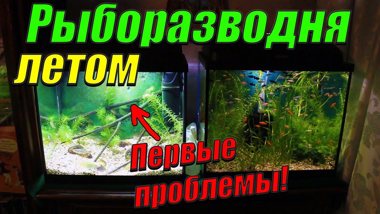 Рыборазводня летом! Появились первые проблемы! смотреть онлайн