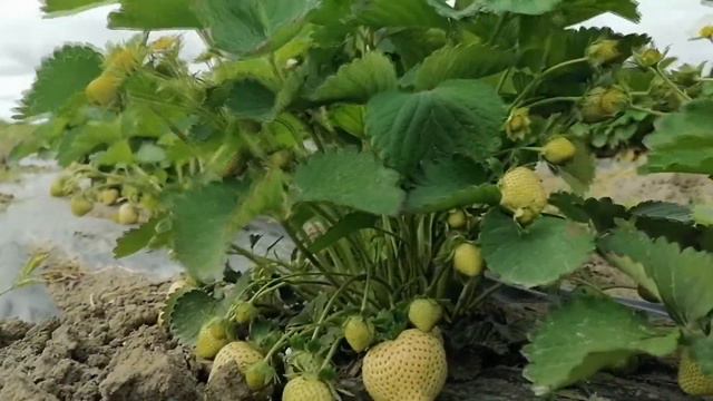 Клубника открытый грунт (Сенсация, Альба, Клери) от зимы до лета (2021) смотреть онлайн