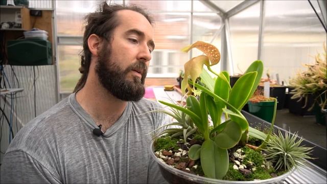 Bulbophyllum grandiflorum bloomin lovely смотреть онлайн