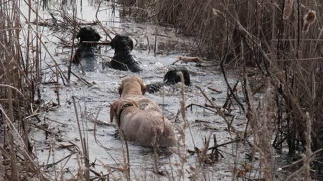 Натаски лабрадоров смотреть онлайн