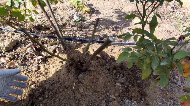 Маман не айтты? Раушан гүлін баптау#цветок смотреть онлайн