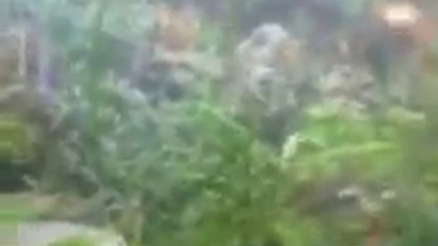 Вуалехвосты, пецильки, кой, неон, телескоп и водорослиед. смотреть онлайн