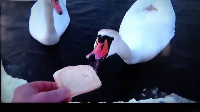 Лебеди зимой. смотреть онлайн