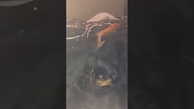 Rottweiler Puppy beat boxing sounds while eating смотреть онлайн