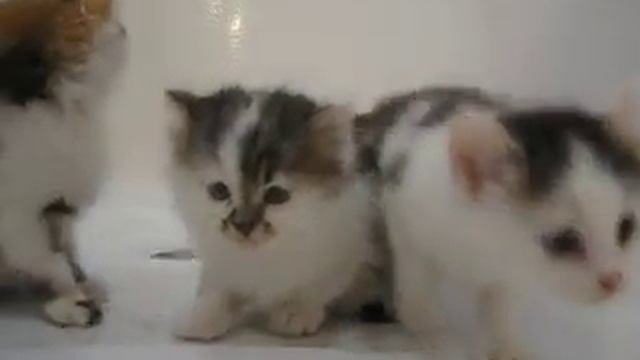 Котята 2011 смотреть онлайн