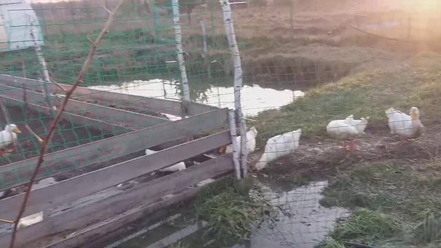 Чиктоник для мулардов.А зачем нам тазики? смотреть онлайн