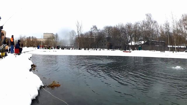 Тимка 30 01 16 Зимний спининг, нахлыст и пингвины смотреть онлайн