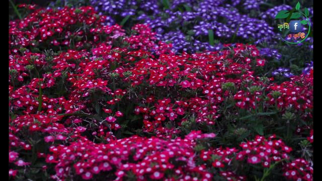 ভারবেনা।।verbena officinalis।।Project 19।।কৃষি ও কৃষ্টি смотреть онлайн