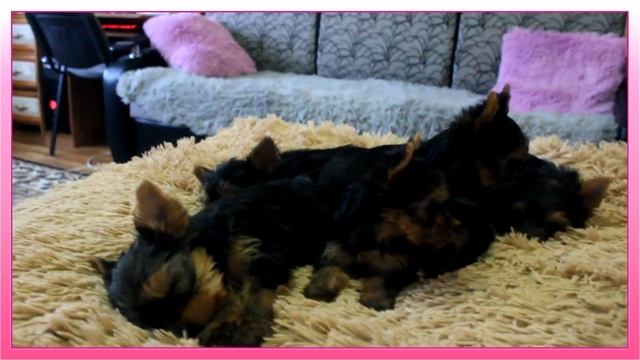 Щенки йоркширского терьера.Мини йорки.Юсенька стала мамой! смотреть онлайн