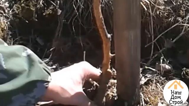 ЯБЛОНЮ ПОГРЫЗЛИ МЫШИ/ Спасаем дерево/ Грызуны Обгрызли съели кору на саженце/ Что делать/ Как спаст смотреть онлайн