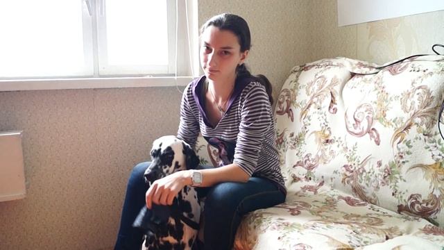 Как Приучить Собаку К Наморднику.Как правильно приучать. смотреть онлайн