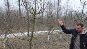 Обрезка 7 летней яблони. Жизнь в Саду!!