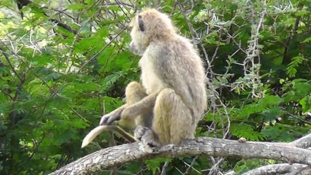 Kenya Safari with National Geographic Expeditions смотреть онлайн