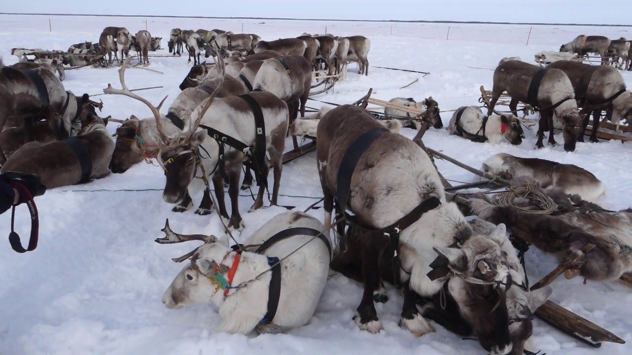 День оленевода смотреть онлайн