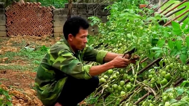 60 Busy Days Harvesting Crops Go To Market To Sell - Spring Crop Care - Green Garden Care