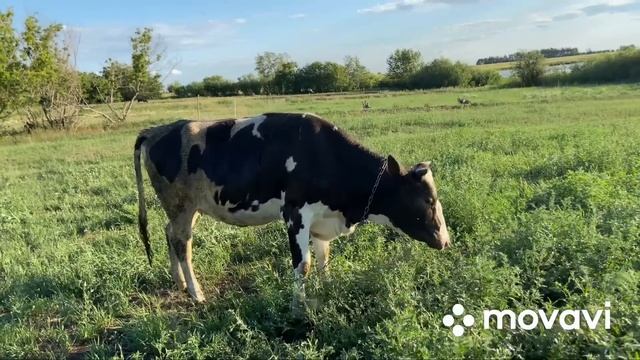 Причина продажи КОРОВ! Жалко, не спорю! смотреть онлайн