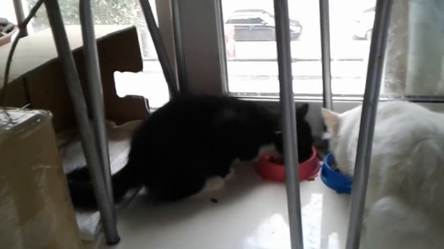Как отравили домашних ЖИВОТНЫХ смотреть онлайн
