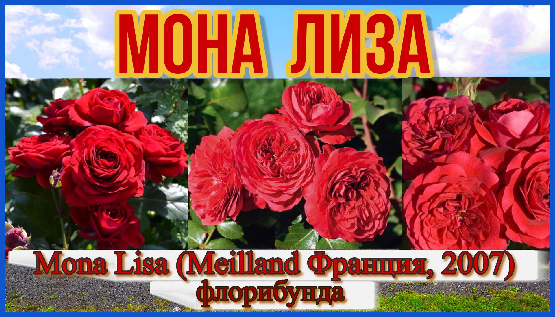 Роза Мона Лиза (Флорибунда) - Mona Lisa (Meilland Франция, 2007)