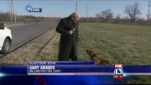 Уличный пес пытается подружиться с репортером смотреть онлайн