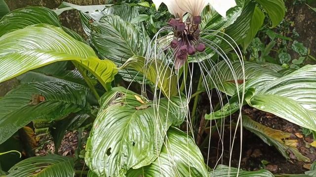 All About Black Bat Flower/Tacca Chantrieri.