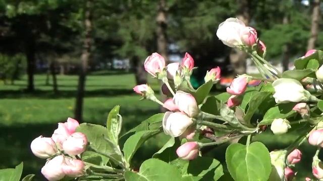 Санкт- Петербург. Парк 300 - летия Петербурга. "Яблони в цвету" . Музыка Евгения Мартынова. смотреть онлайн