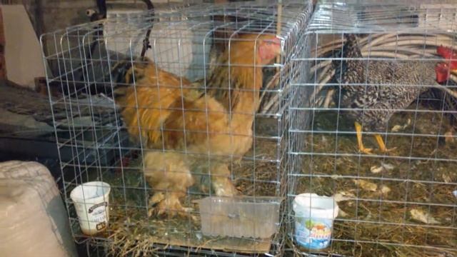 Наш новый питомец.,петушок Брама палевая смотреть онлайн