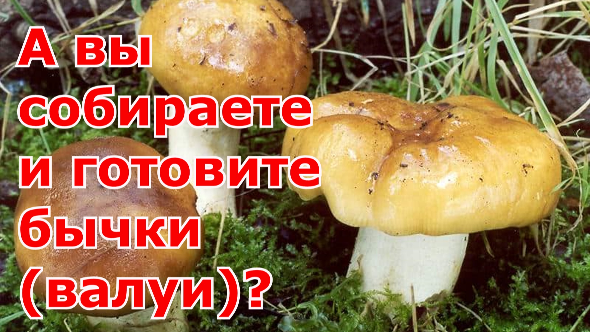 Первый Загородный с Ольгой