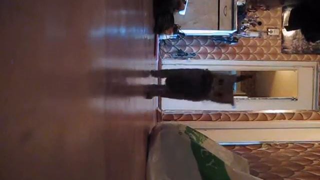 Kitten смотреть онлайн