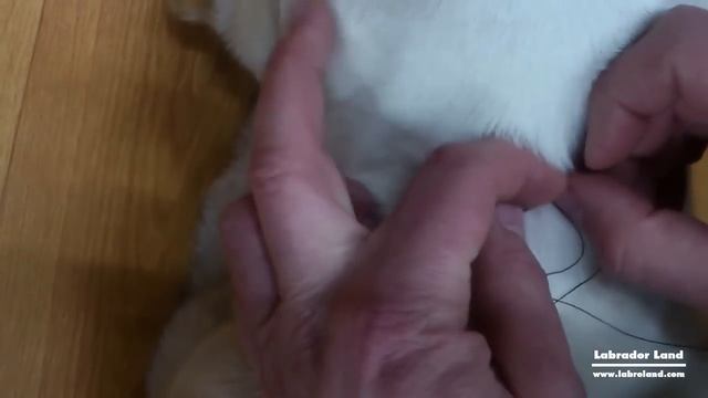 ✅ Как легко вытащить клеща | How to remove a tick смотреть онлайн