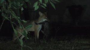 ЛИСА НАПАЛА НА КОТА ВО ДВОРЕ ГОРОДА!