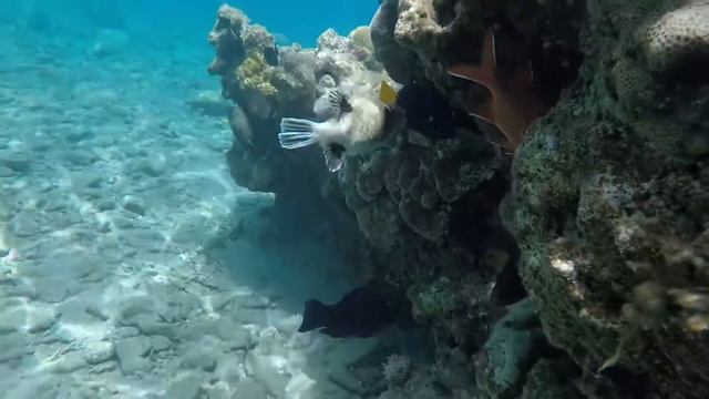 Red Sea treasures , best vacations in Holy Land - Israel calls you смотреть онлайн