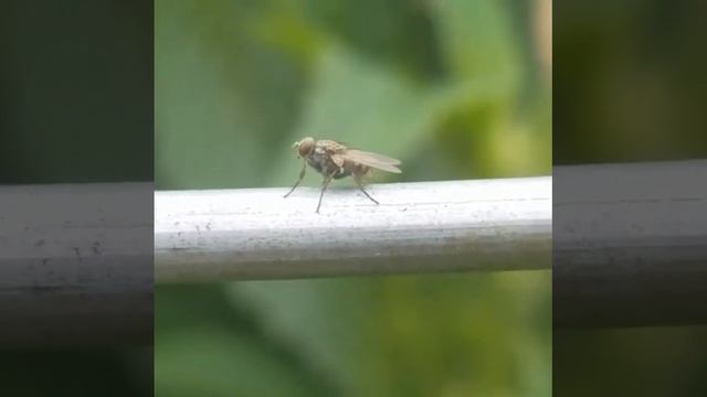 The Gardener's Friend: Hunter Fly смотреть онлайн