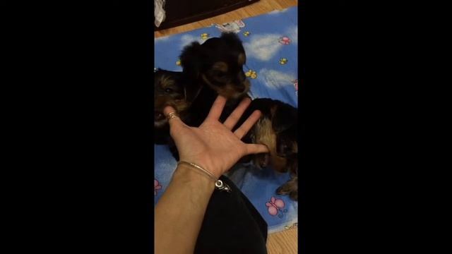 Мой Йорк .Зубки режутся смотреть онлайн