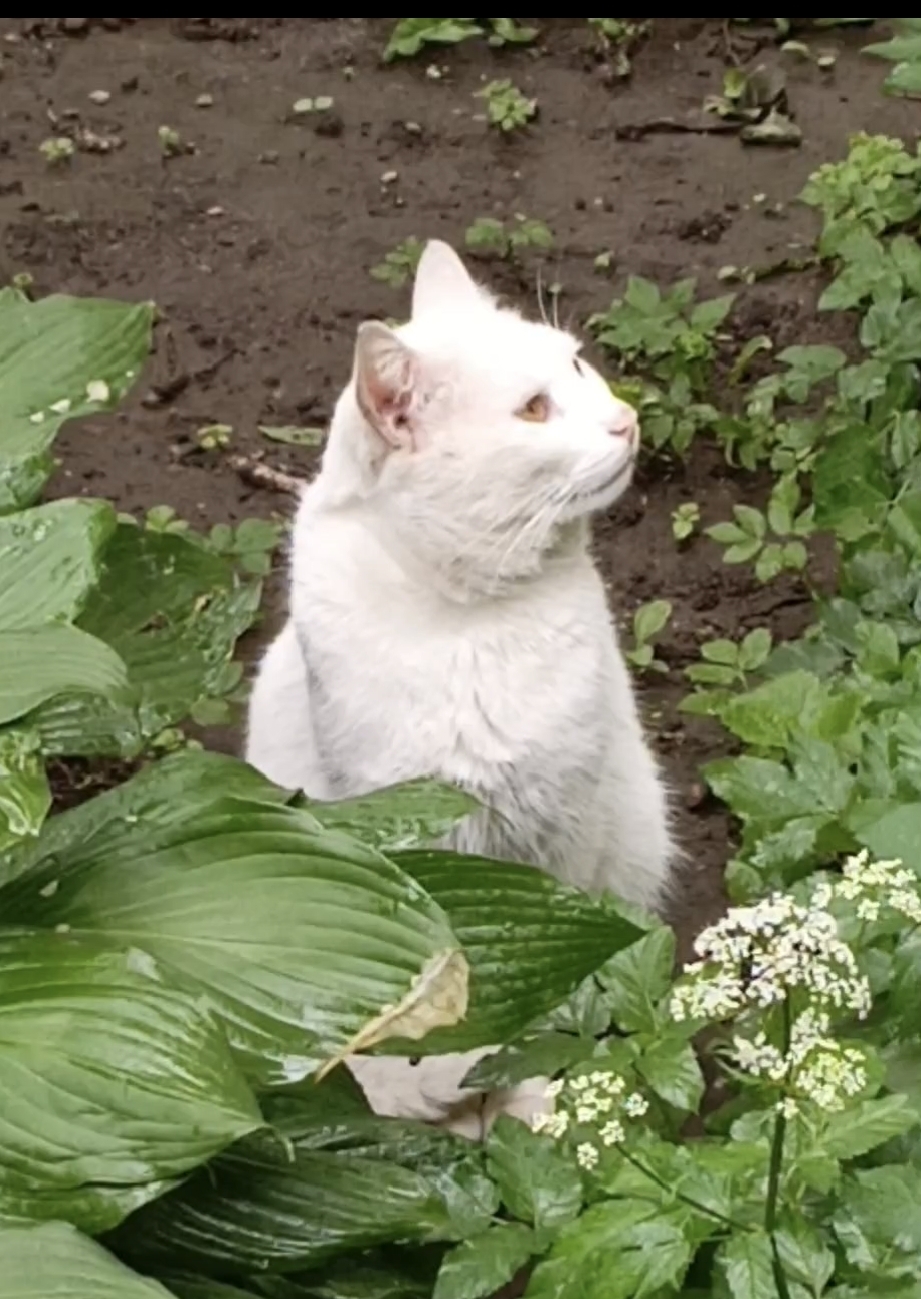 Котик беленький цветочек. смотреть онлайн