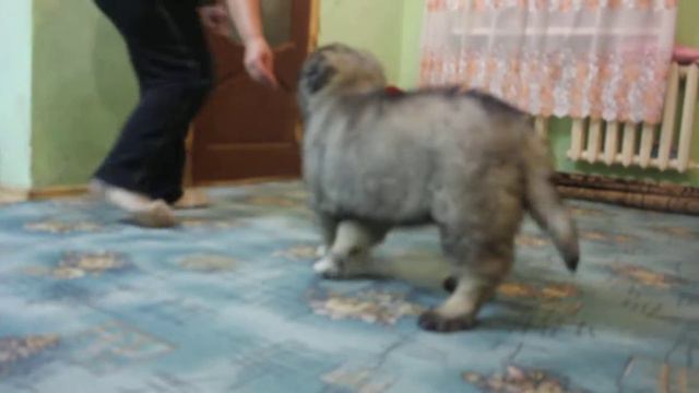 Кавказская овчарка "Золото Кавказа" смотреть онлайн