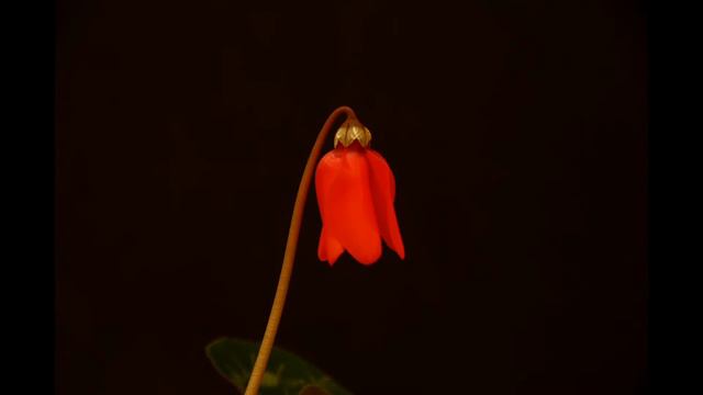 Flower Blooming (HD) смотреть онлайн
